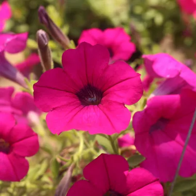 Petúnie převislá Purple Velvet F1 - Petunia hybrida - osivo petúnie - 12 ks