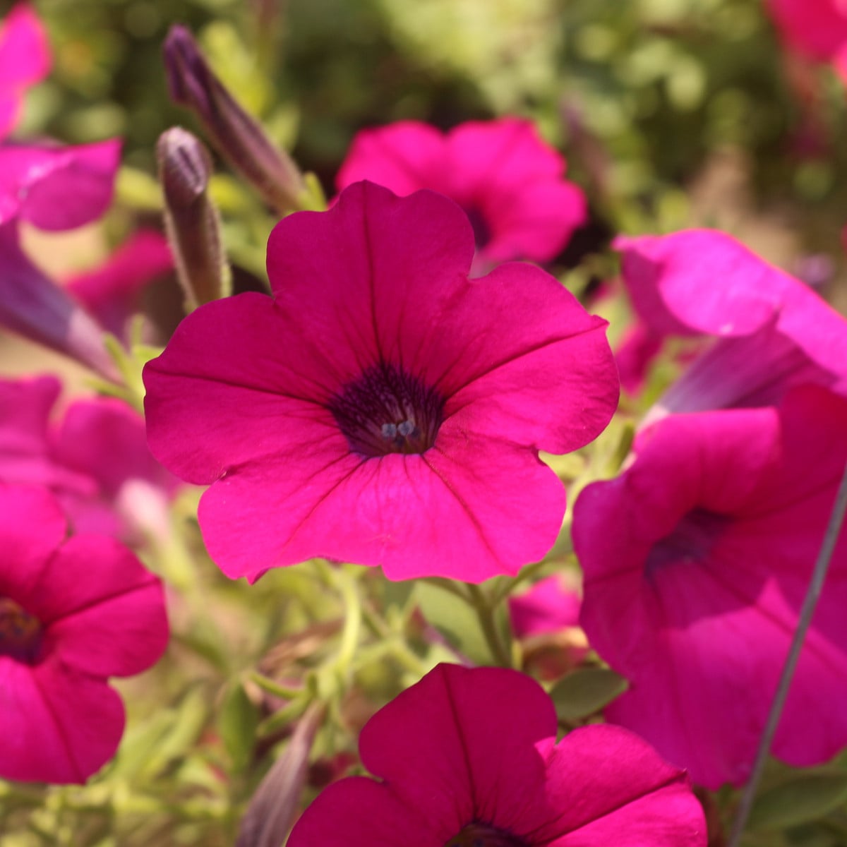 Petúnie převislá Purple Velvet F1 - Petunia hybrida - osivo petúnie - 12 ks