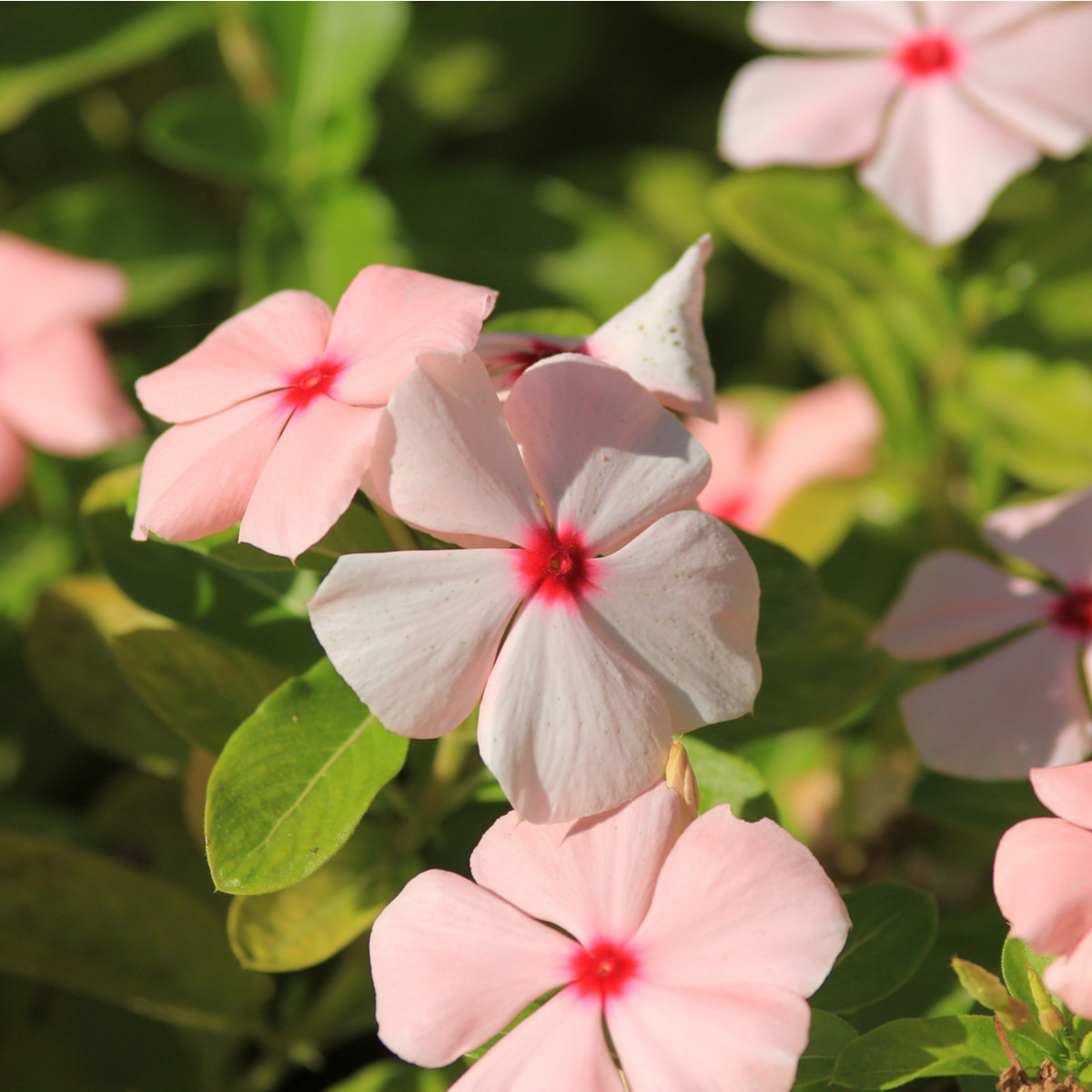 Barvínek Apricot F1 - Catharanthus - osivo barvínku - 30 ks