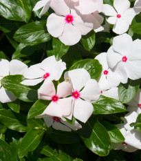 Barvínek Polka F1 - Catharanthus - osivo barvínku - 30 ks