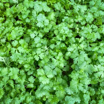 BIO Koriandr Caribe - Coriandrum sativum - bio osivo koriandru - 50 ks