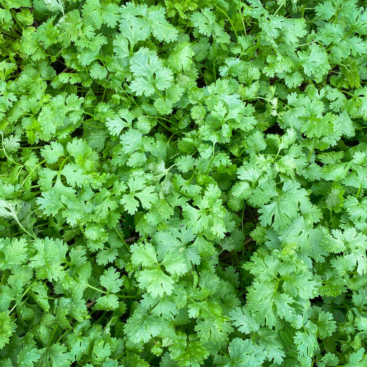 BIO Koriandr Caribe - Coriandrum sativum - bio osivo koriandru - 50 ks