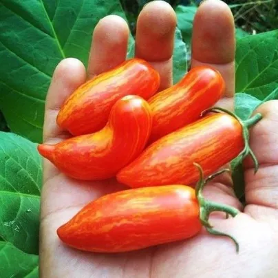 Rajče Sweet Casady - Solanum lycopersicum - osivo rajčat - 7 ks