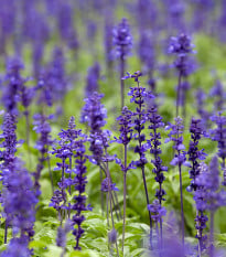 Šalvěj luční - Salvia pratensis - osivo šalvěje - 150 ks