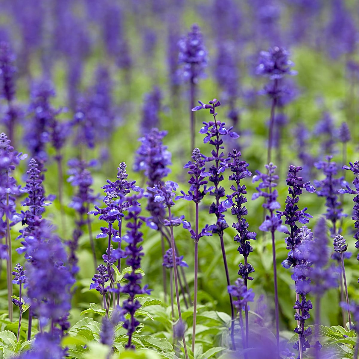 Šalvěj luční - Salvia pratensis - osivo šalvěje - 150 ks