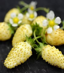 Jahodník měsíční Yellow Wonder - Fragaria vesca - osivo jahodníku - 200 ks
