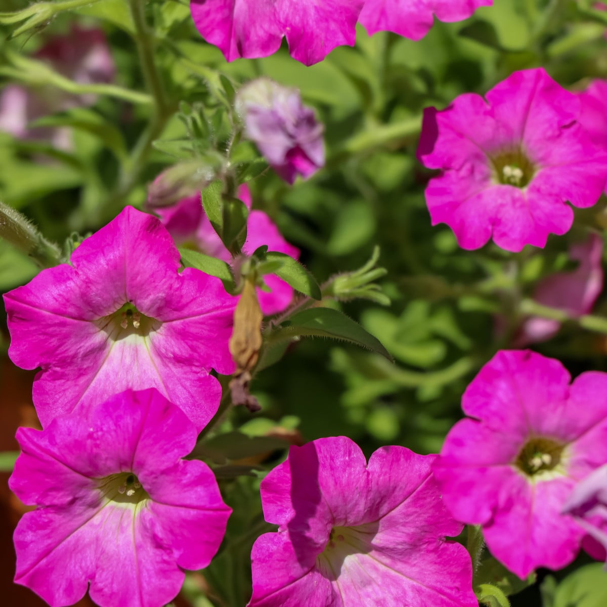 Petúnie mnohokvětá Rita F1 - Petunia hybrida - osivo petúnie - 30 ks