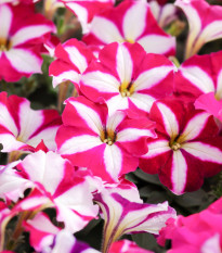 Petúnie mnohokvětá Belinda F1 - Petunia hybrida - osivo petúnie - 30 ks