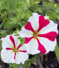Petúnie mnohokvětá Henrietta F1 - Petunia hybrida - osivo petúnie - 30 ks