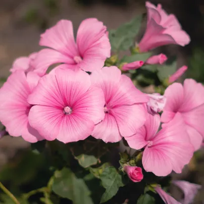 Petúnie mnohokvětá Claudia F1 - Petunia hybrida - osivo petúnie - 30 ks