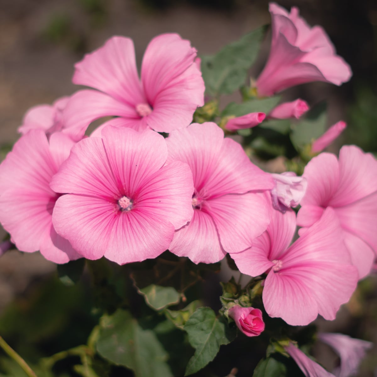 Petúnie mnohokvětá Claudia F1 - Petunia hybrida - osivo petúnie - 30 ks