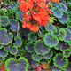 Muškát páskatý Nekita Scarlet F1 - Pelargonium zonale - osivo muškátu - 4 ks