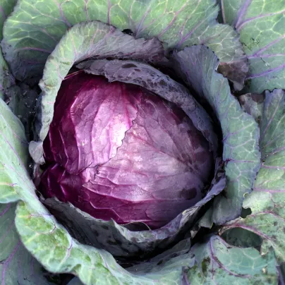 BIO Zelí červené Granat - Brassica Oleracea - bio osivo zelí - 40 ks