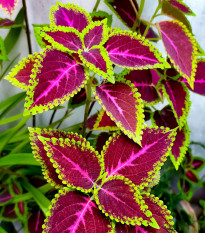 Africká kopřiva Wizard mix - Coleus blumei - osivo africké kopřivy - 30 ks