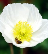 Mák Bridal Silk - Papaver rhoeas - osivo máku - 150 ks