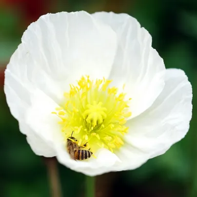 Mák Bridal Silk - Papaver rhoeas - osivo máku - 150 ks