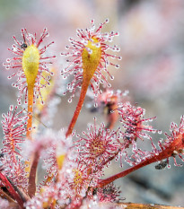 Rosnatka kapská Triffid Rose - Drosera Capensis - osivo rostatky - 15 ks