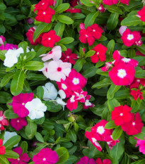 Barvínek Mediterranean Mix F1 - Catharanthus roseus - osivo barvínku - 30 ks