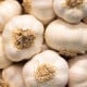 Sadbový česnek Dukát - paličák - Allium sativum - cibulky česneku - 1 balení