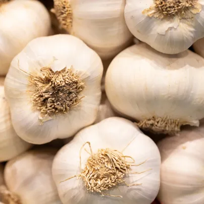 Sadbový česnek Dukát - paličák - Allium sativum - cibulky česneku - 1 balení