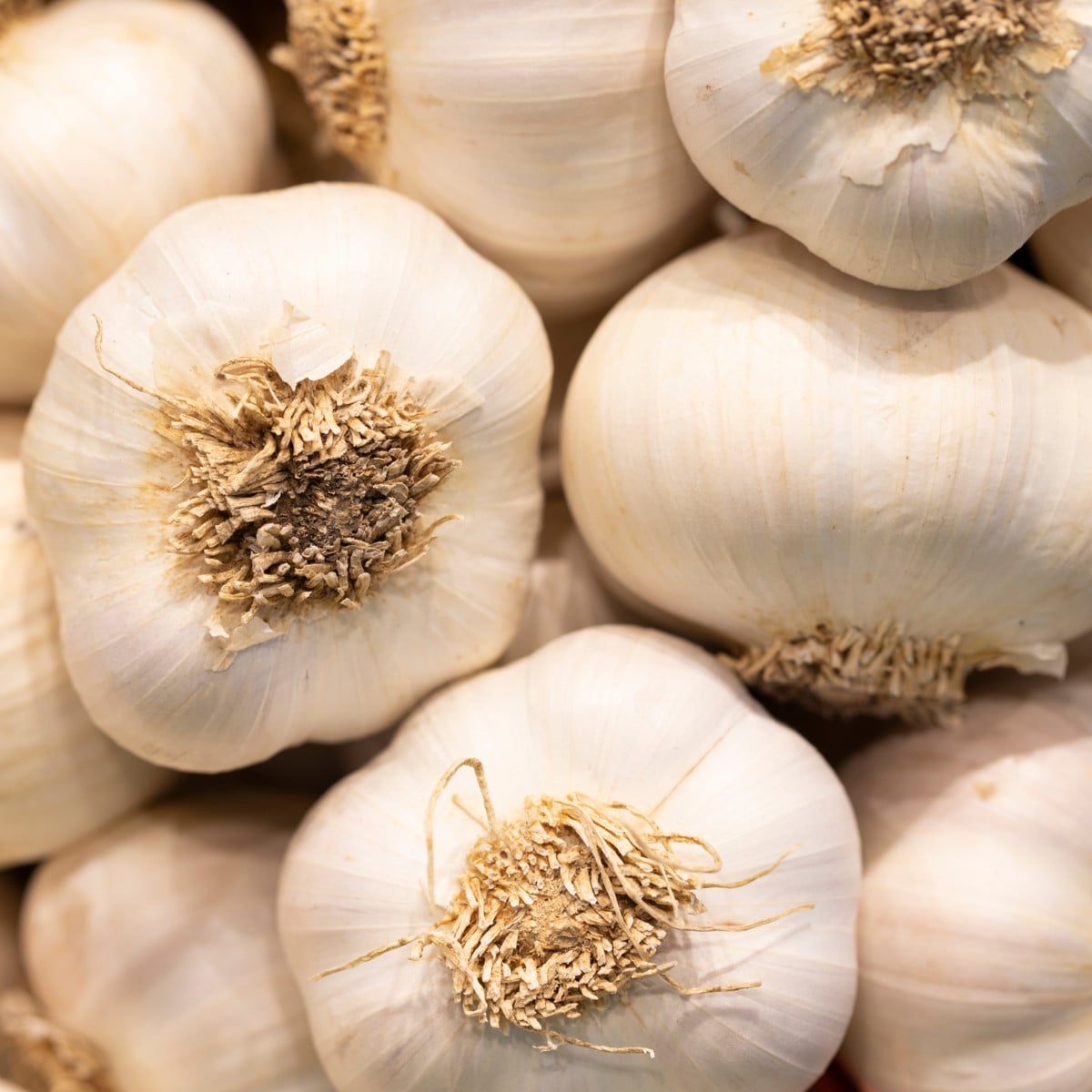 Sadbový česnek Dukát - paličák - Allium sativum - cibulky česneku - 1 balení