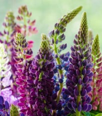 Lupina Pixie Delight směs barev - Vlčí bob Hartwegův - Lupinus hartwegii - osivo lupiny - 15 ks