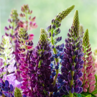 Lupina Pixie Delight směs barev - Vlčí bob Hartwegův - Lupinus hartwegii - osivo lupiny - 15 ks