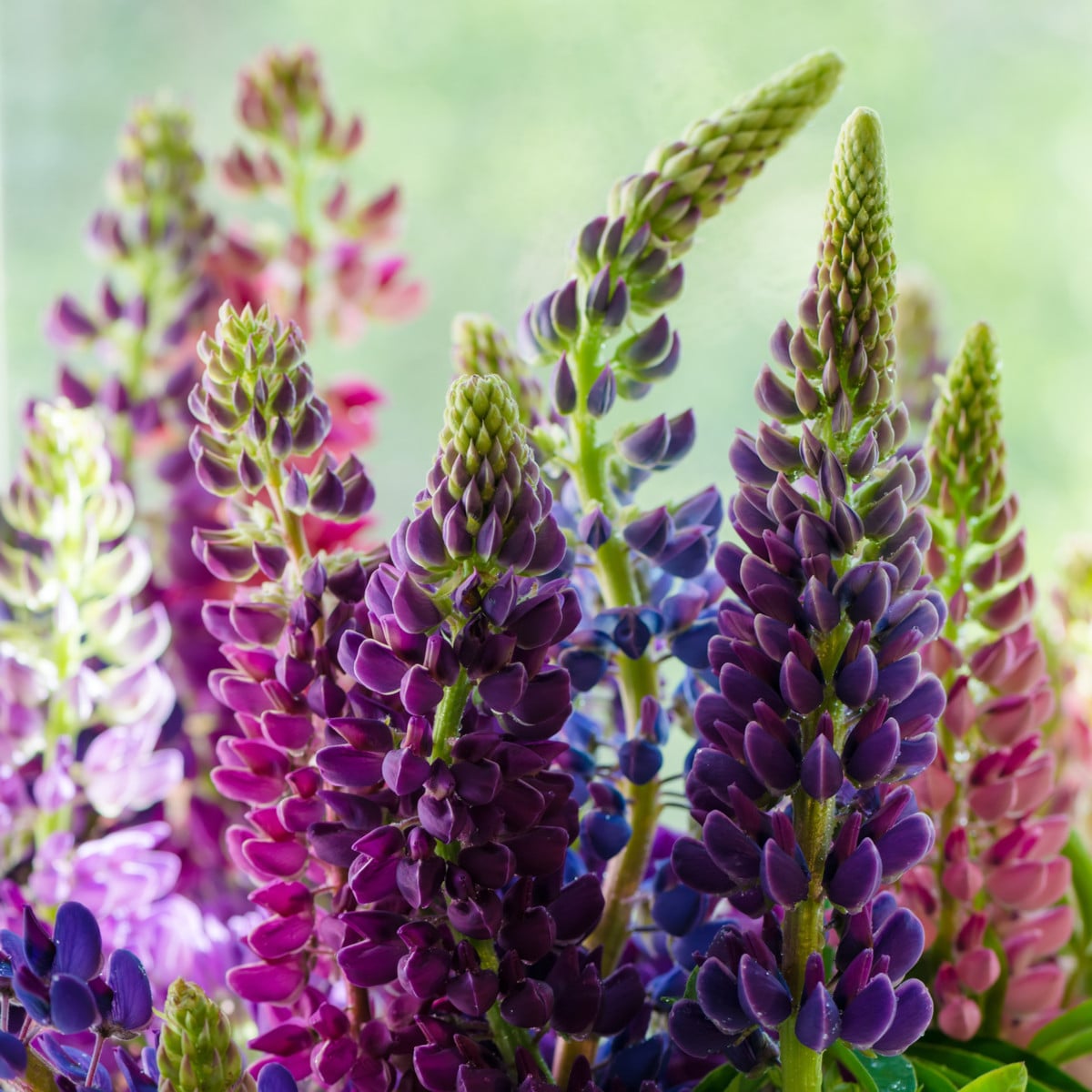 Lupina Pixie Delight směs barev - Vlčí bob Hartwegův - Lupinus hartwegii - osivo lupiny - 15 ks