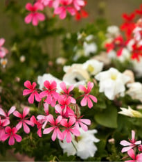 Muškát převislý Tornado F1 směs barev - Pelargonium peltatum - osivo muškátu - 4 ks