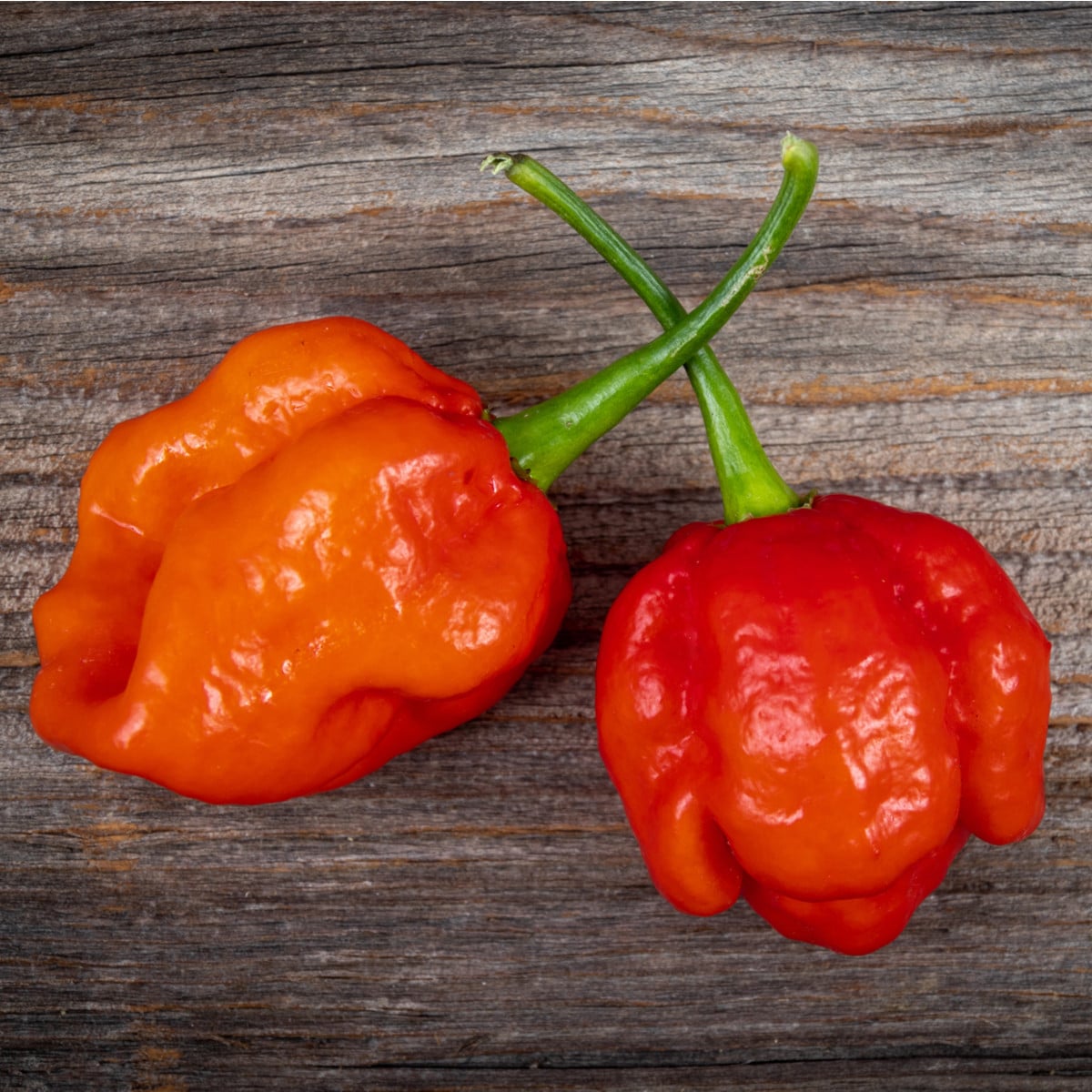 Chilli 7 Pot Douglah Red - Capsicum chinense - osivo chilli - 7 ks
