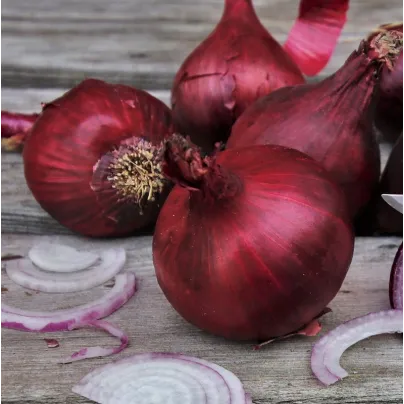 Cibule Magnate F1 - Allium cepa - osivo cibule - 150 ks