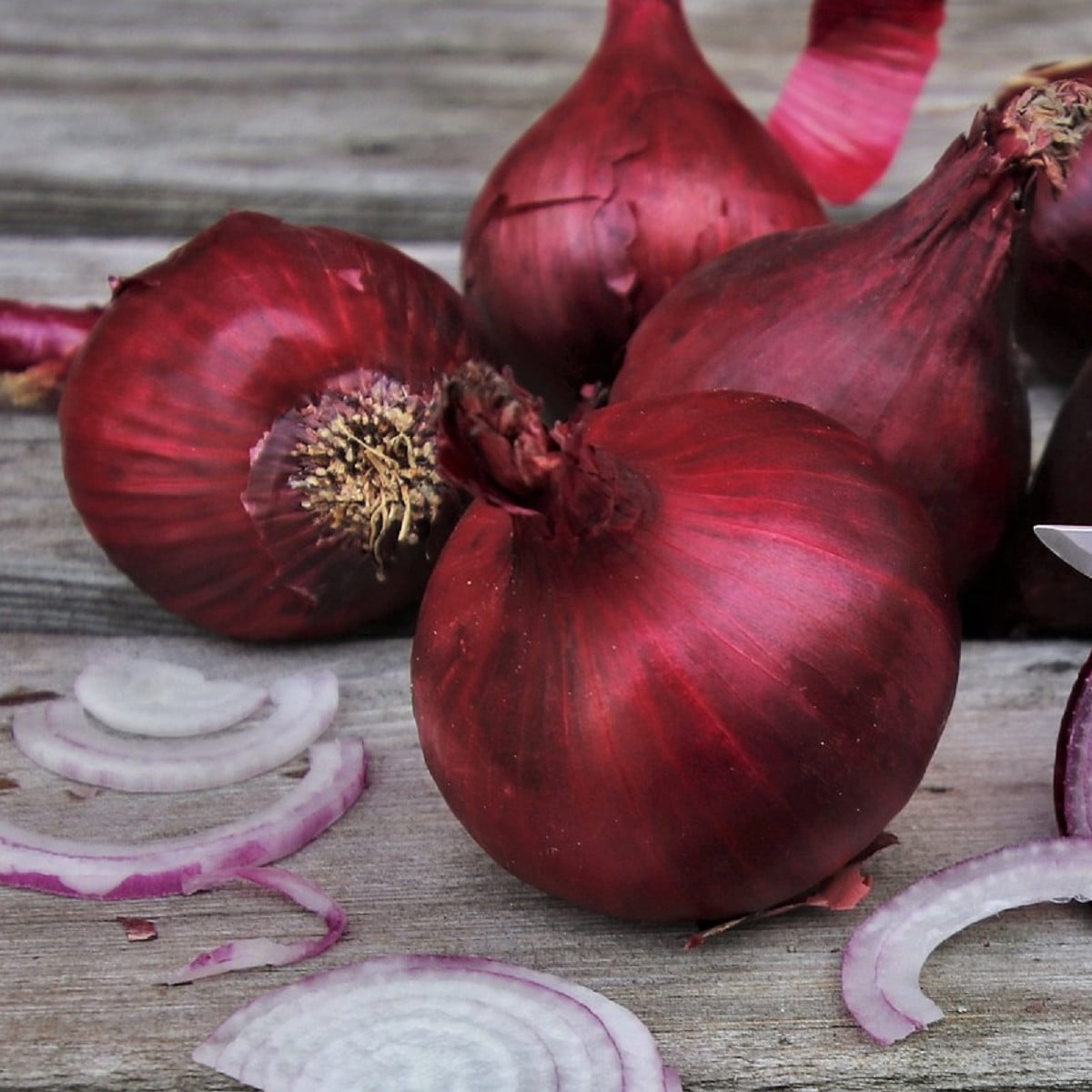 Cibule Magnate F1 - Allium cepa - osivo cibule - 150 ks