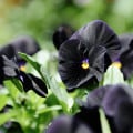 Maceška Black King - Viola wittrockiana - osivo macešky - 100 ks