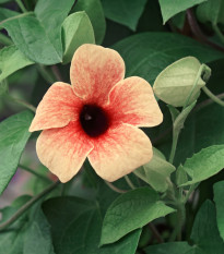 Smatovka křídlatá African Sunset - Thunbergia alata - osivo smatovky - 5 ks