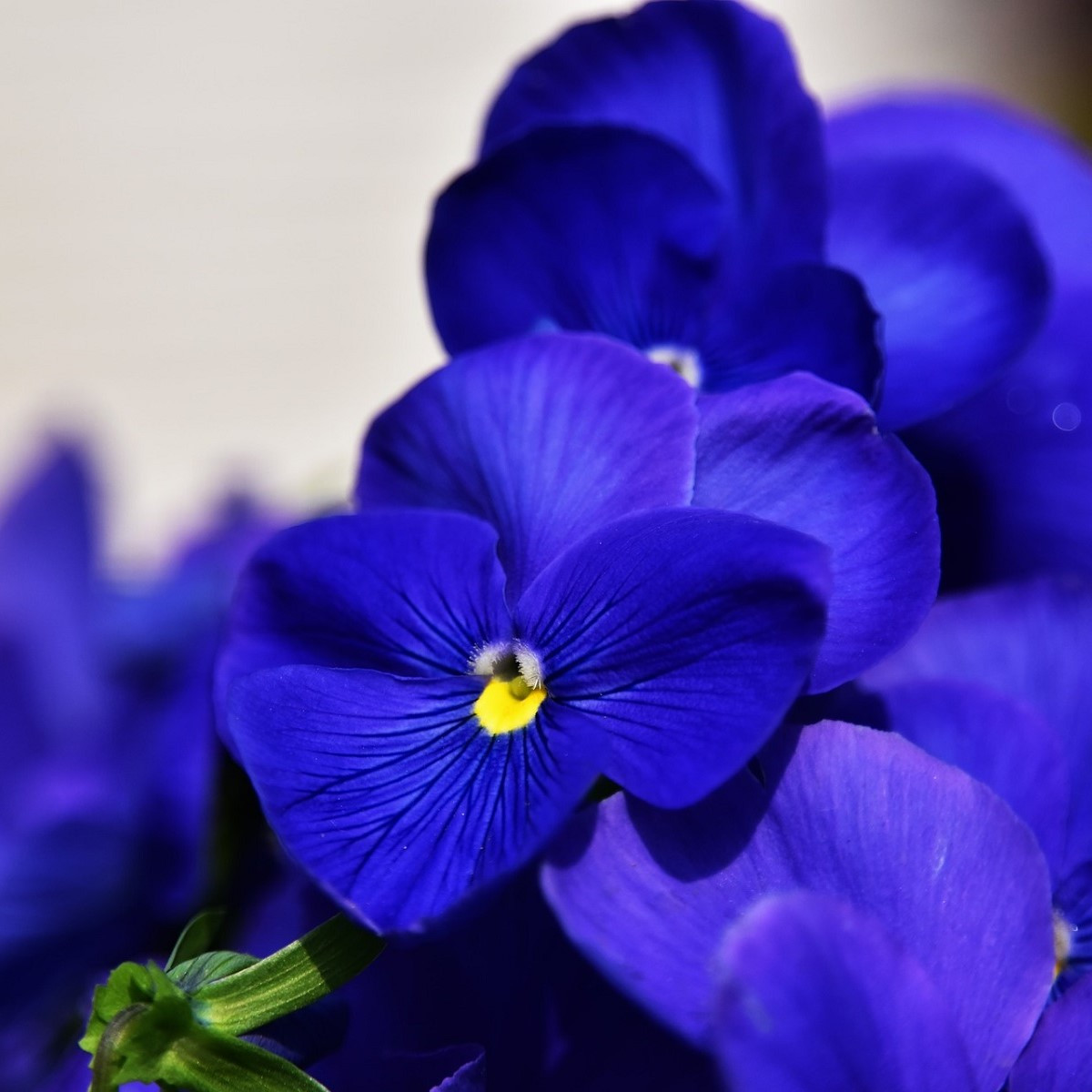 Maceška Schweizer Riesen Alpensee - Viola wittrockiana - osivo macešky - 200 ks