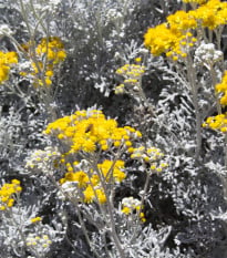 Starček přímořský - Cineraria maritima - osivo starčeku - 150 ks