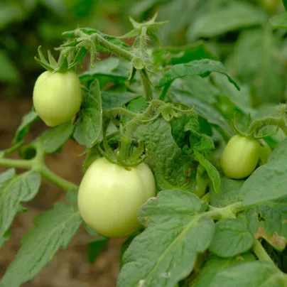 Rajče White Cherry - Solanum lycopersicum - osivo rajčat - 7 ks