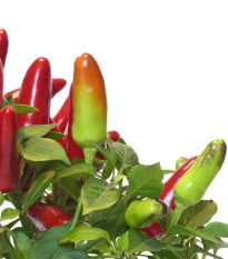 Chilli Serrano Tampiqueno - Capsicum annuum - osivo chilli - 7 ks