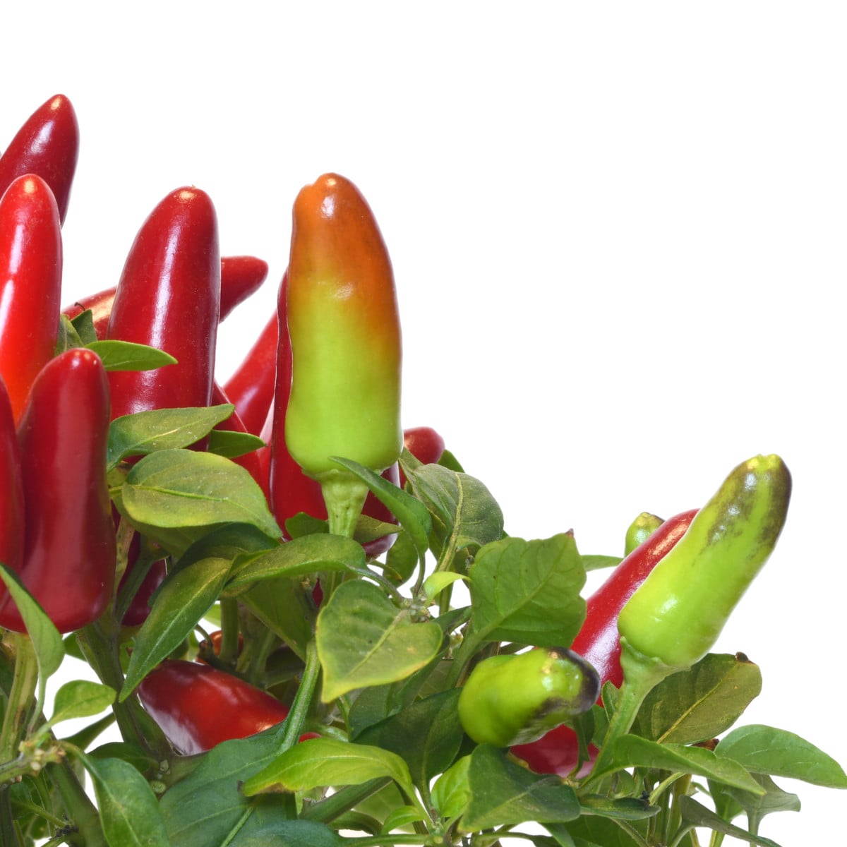 Chilli Serrano Tampiqueno - Capsicum annuum - osivo chilli - 7 ks