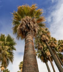 Palma Washingtonie vláknitá - Washingtonia filifiera - osivo palmy - 3 ks