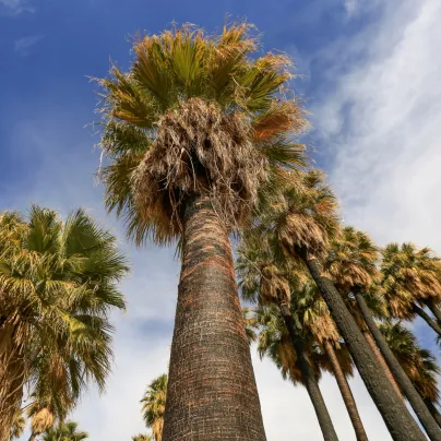 Palma Washingtonie vláknitá - Washingtonia filifiera - osivo palmy - 3 ks