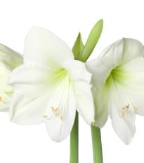 Hvězdník Mont Blanc - Hippeastrum - cibule hvězdníků - 1 ks