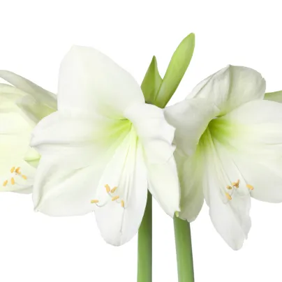 Hvězdník Mont Blanc - Hippeastrum - cibule hvězdníků - 1 ks