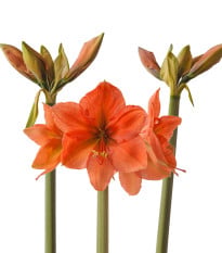 Hvězdník Rilona - Hippeastrum - cibule hvězdníků - 1 ks
