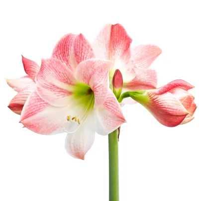 Hvězdník Apple Blossom - Hippeastrum - cibule hvězdníků - 1 ks