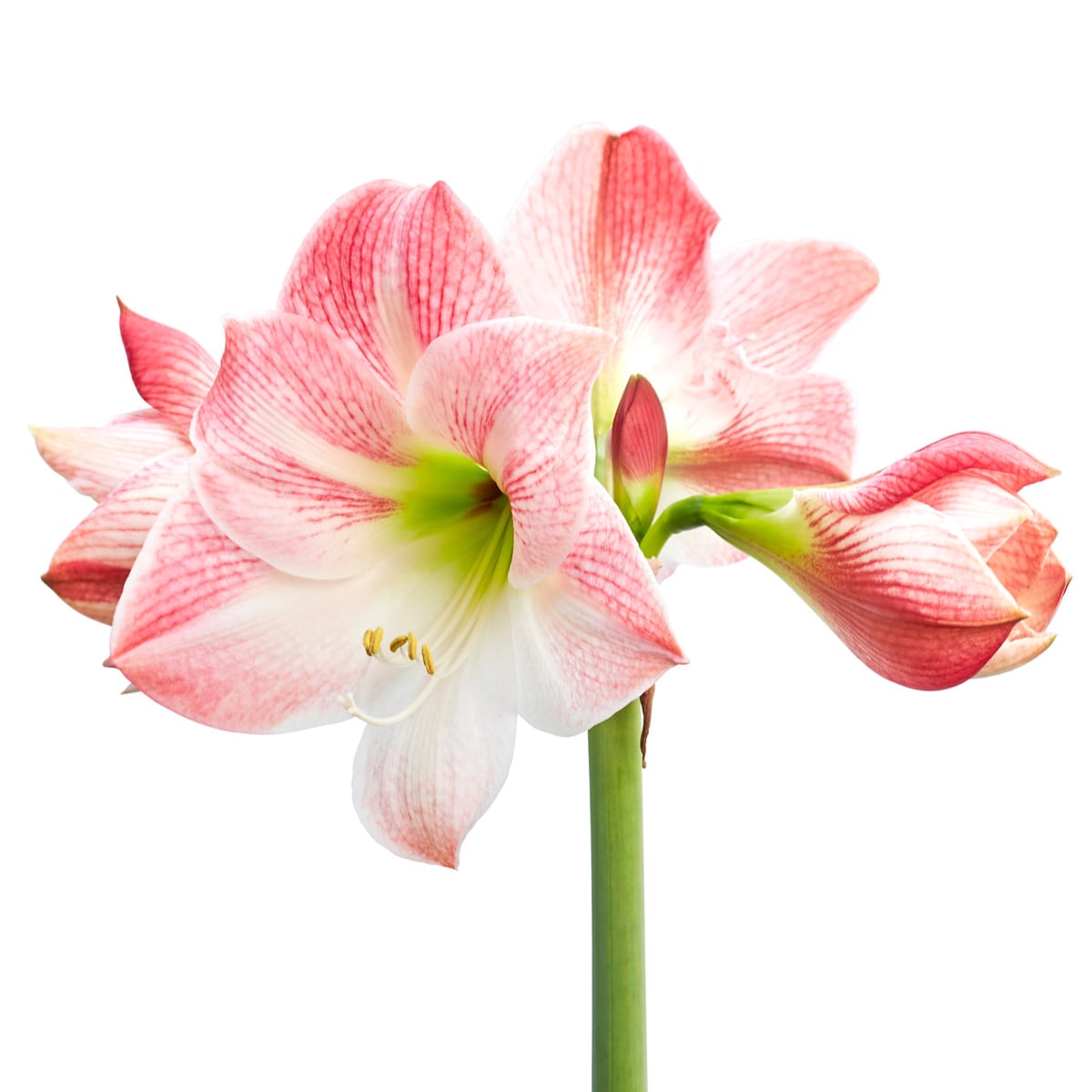 Hvězdník Apple Blossom - Hippeastrum - cibule hvězdníků - 1 ks