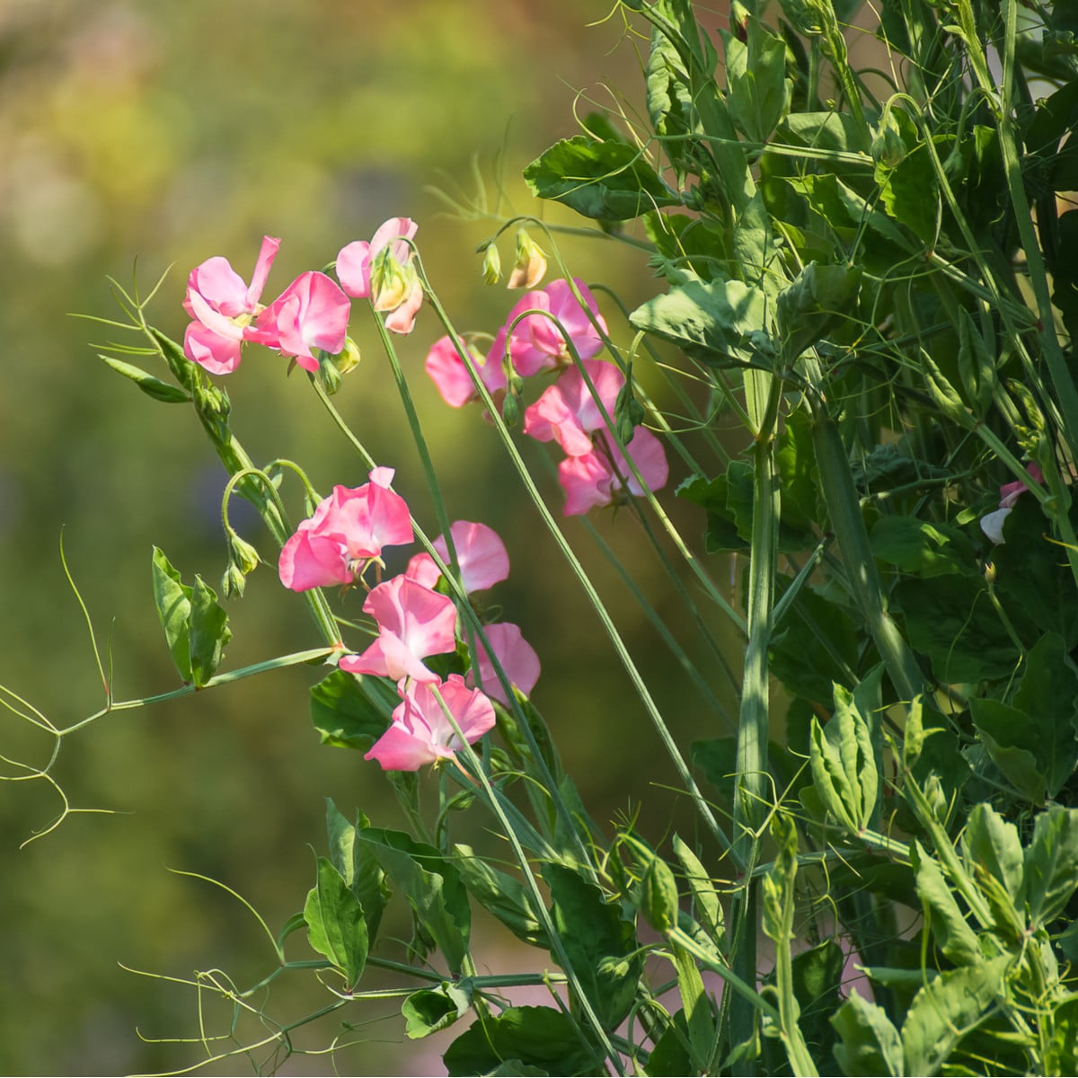 Hrachor vonný královský lososově růžový - Lathyrus odoratus - osivo hrachoru - 20 ks
