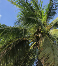 Palma madagaskarská - Beccariophoenix madagascariensis - osivo palmy - 2 ks