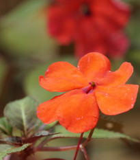 Netýkavka Accent oranžová F1 - Impatiens walleriana - osivo netýkavky - 15 ks