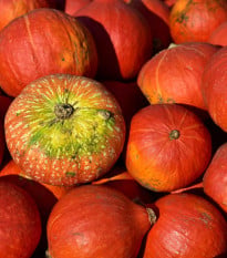 BIO Tykev Amoro F1 - Cucurbita maxima - bio osivo tykve - 5 ks